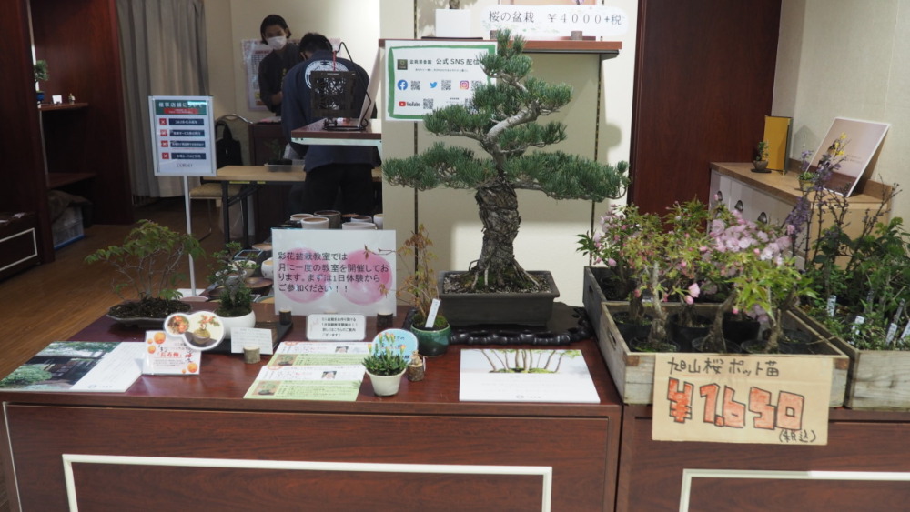 浦和コルソで開催中 清香園の盆栽 Bonsai フェアを取材 Br コルソ１f通路にも展示中 ４fワークショップ 販売会場は金土日のみ ３月５日 ４月１８日 日 県民公論
